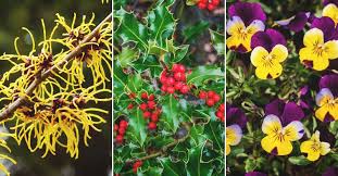 Please check with your local extension office for more information, because where you live can affect how and when you grow plants. 24 Winter Flowers That Will Add Vibrant Color To Your Garden