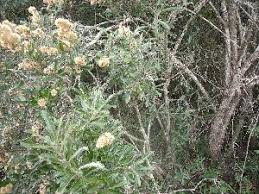 Image result for Brachylaena huillensis