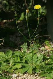 Image result for Hypochaeris