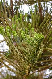 Image result for Araucariaceae