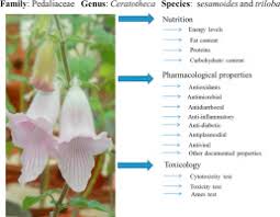 Image result for Ceratotheca sesamoides