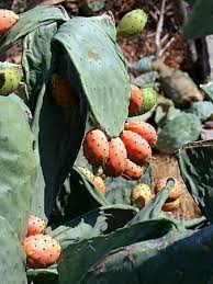 Discover cold hardy and spineless varieties. Cactus Greenhouse Cactus Fruit Prickly Pear Cactus Plant Mediterranean Green Red Fruit Nature Fruits Pikist