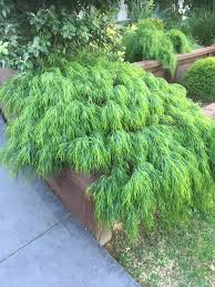 Maybe you would like to learn more about one of these? South Coast Of Nsw Australia Soft And Bushy Saw This At A Vacant House I Was Doing Some Work On Whatsthisplant