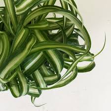 Image result for Chlorophytum lancifolium