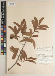 Image result for Uvaria angolensis