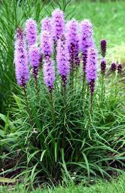 Pin By Lara Fabiano On Gardening Plants Perennials Liatris