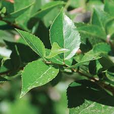 Image result for Xymalos