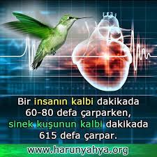 Https Www Instagram Com Harikabilim