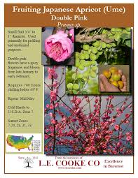 We did not find results for: Ume Apricots