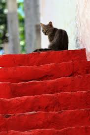 Red Steps With Cat Cats Crazy Cats Shades Of Red
