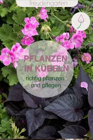 Pflanzkubel Richtig Bepflanzen Und Kubelpflanzen Richtig Pflegen In 2020 Kubelpflanzen Pflanzen Garten