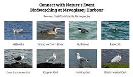 Birdwatching at Mevagissey Harbour