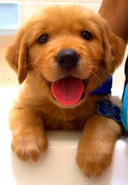 Maybe you would like to learn more about one of these? 7 Things To Know About Pet Adoption Portagelife