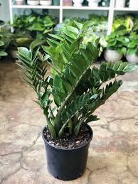 Zz Plant 8 In 2020 Plants Low Light Plants Zz Plant