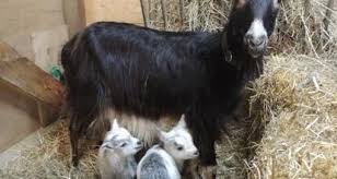 « le mans classic c'est une histoire d'amour. Carnet Rose Naissances A L Arche De La Nature Video Le Mans Maville Com