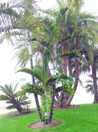 Image result for Danthoniopsis petiolata