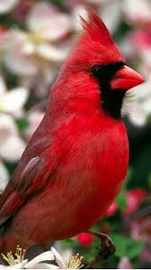 Birds That Look Like Cardinals But Aren T Pin On Cardinals Virginia State Bird