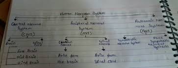 Draw A Flow Chart To Show The Classification Of Nervous