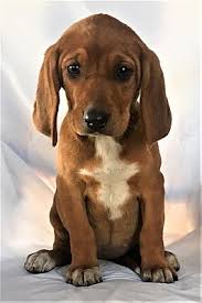 Find coonhound in dogs & puppies for rehoming | 🐶 find dogs and puppies locally for sale or puppies will come dewormed and first set of shots. Mooresville Nc Redbone Coonhound Meet Snooki A Pet For Adoption