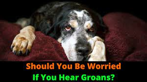 Why Is My Dog Groaning When He Lies Down Puppy Moaning And Groaning Explained Youtube