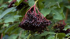 Holunder ist ein uralter, mystischer hausstrauch, welcher schon immer die nähe zu menschen suchte. Holunder Gesundheit Aus Dem Garten Themen Nach Rubriken Gesundheit Br Fernsehen Fernsehen Br De