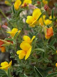 Image result for Argyrolobium tuberosum