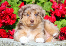 German shepherd mixed with australian shepherd, available today , vet checked, vaccinated dewormed, one year health guarantee. Australian Shepherd Puppies For Sale Puppy Adoption Keystone Puppies