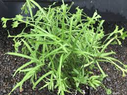 Image result for Pteris cretica