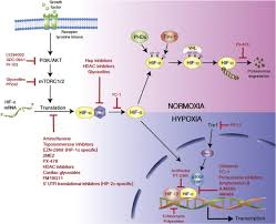 Looking for online definition of hif or what hif stands for? Hif Inhibitors Status Of Current Clinical Development Springerlink