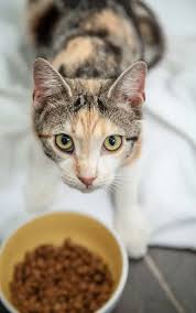 Best Diet For A Cat With Kidney Disease That Mutt