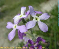 Image result for Blotiella sinuata