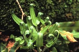 Image result for Asplenium hemitomum