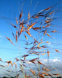 Image result for Urelytrum agropyroides