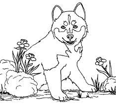 coloriage chien loup et dessin gratuit a imprimer dessine les coloriages de en ligne 2021 chat colorier pokemon x y