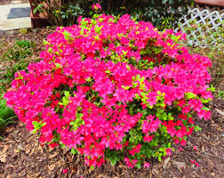 Enjoying this colorful, beautiful show in GA!