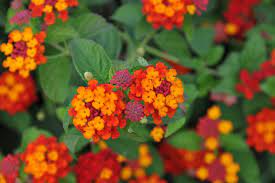 Check spelling or type a new query. Rabbit Resistant Plants Hgtv