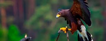 Birds of prey in the garden are not as common. Falconry Hawk Bird Of Prey Pest Control Jg Pest Control