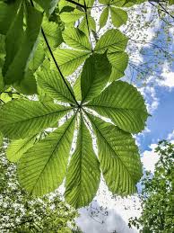 We did not find results for: Chestnut Leaves Chestnut Tree Chestnut Deciduous Tree Trees Spring Nature Leaves Plant Green Flora Pikist