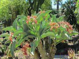 Image result for Cyphostemma