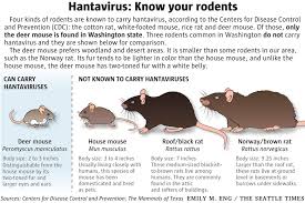Get free professional medical advise about hantavirus infection. New Hantavirus Case Suspected It May Signify Rising Risk In King County The Seattle Times