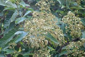 Image result for Harungana madagascariensis