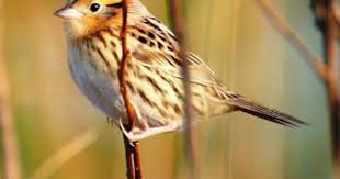 Backyard Birds Of Southern Illinois The Le Conte S Sparrow Ammodramus Leconteii Is One Of The Smallest Sparrow Species In North America The Le Conte S S Missouri Birds Backyard Birds Wild Cats