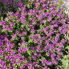 Image result for Polygala francisci