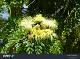 Image result for Albizia lebbeck
