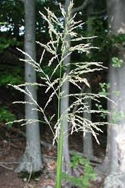 Image result for Glyceria