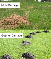 What is the best way to remove moles from a lawn? Ground Mole Inspection Guide Mole Tunnels Damage Signs