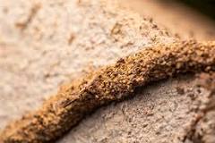 Image result
