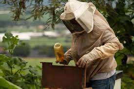 If you see at a carpenter bee you will think of bumble bee as their physical appearance is similar to a bumble. Kzz Rgtrqhx5 M