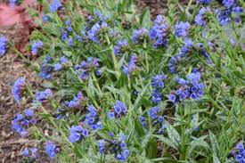 Image result for Brachystegia longifolia