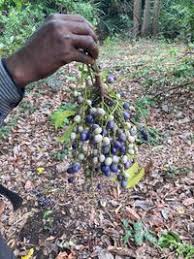 Image result for Pseudospondias